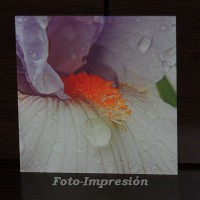 /album/foto-impresion/metacrilato-flor-gotas-agua-jpg/